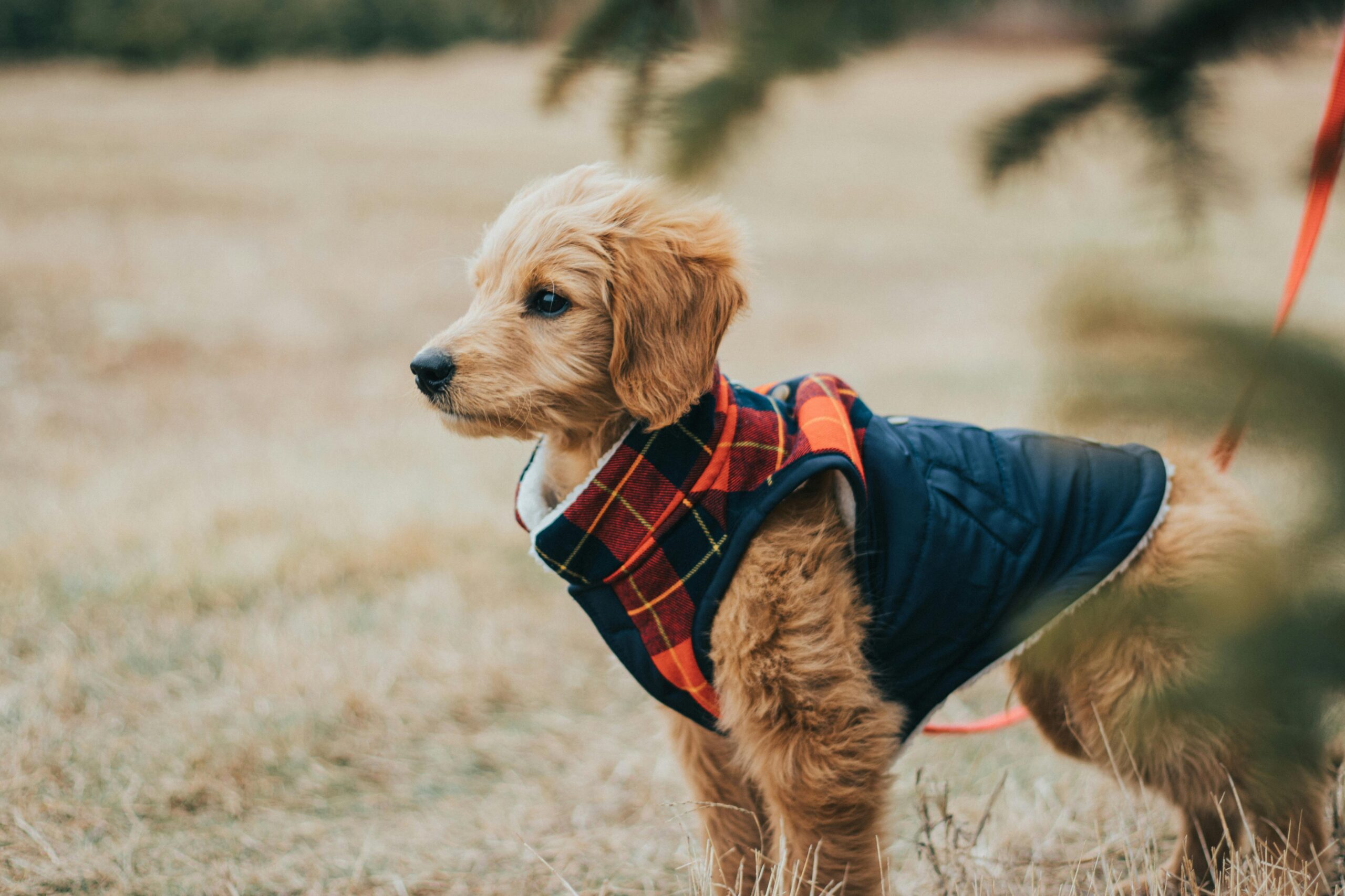 A cute Goldendoodle puppy wearing a cozy fall jacket, enjoying the outdoors. Perfect for autumn themes.